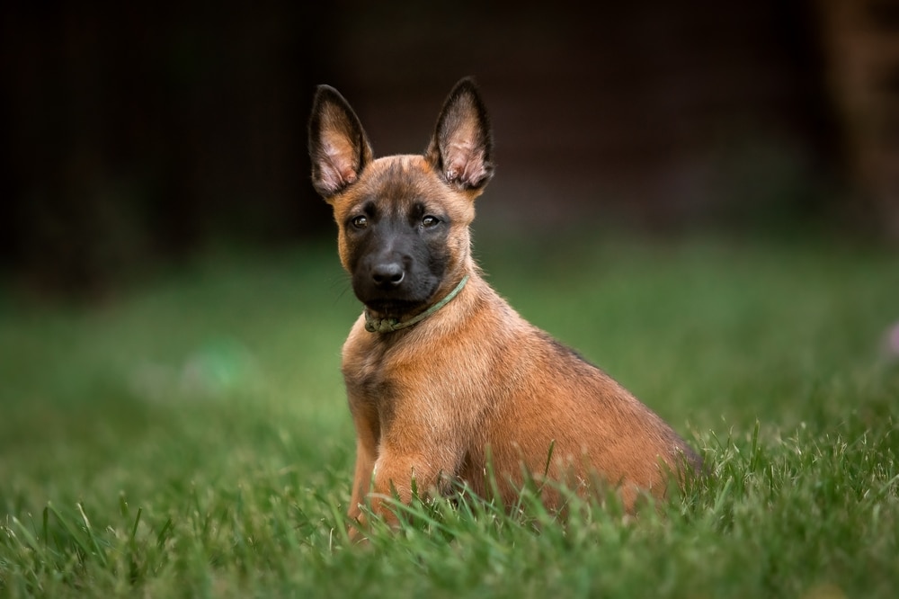 how much food do puppies need