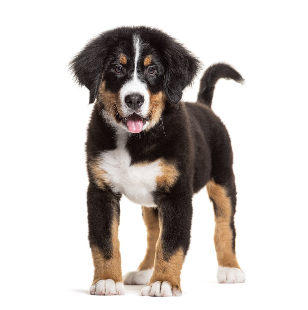 large breed puppies
