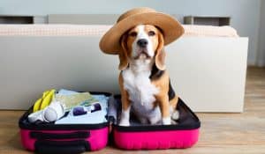 How To Raw Feed Your Dog When Travelling