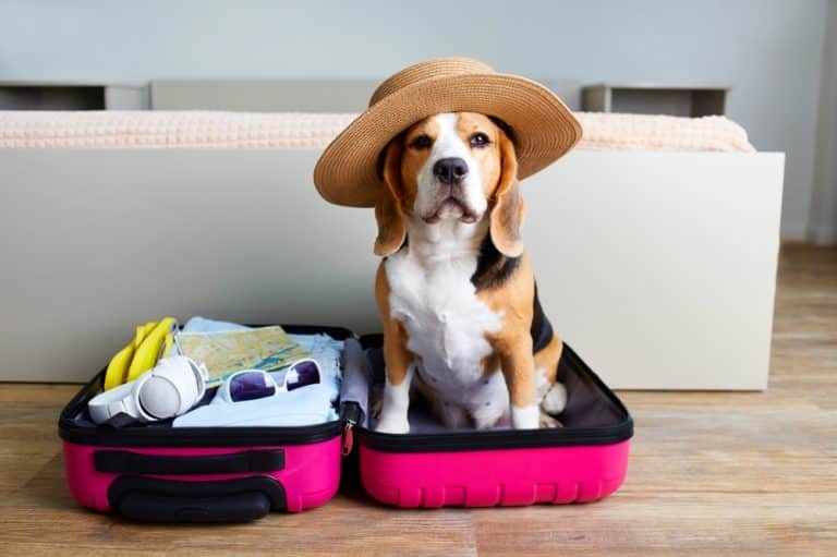 raw feeding dogs when travelling