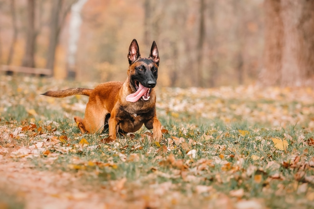 magnesium for dogs - why do they need it