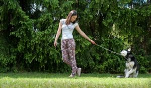 How to Train a Stubborn Dog: A Trainer’s Perspective on Why Dogs Don’t Listen