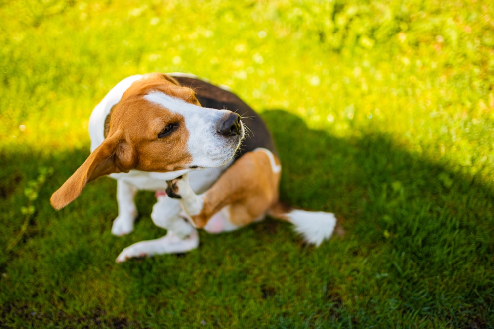 biotin deficiency in dogs