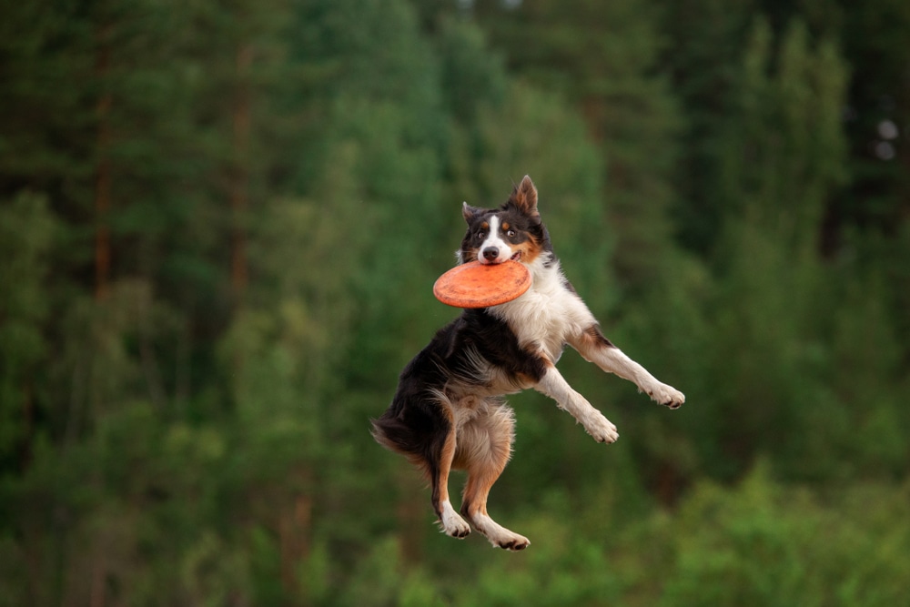 keeping dogs active