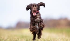 How Long Do Dogs Live? Understanding Your Dog’s Life Expectancy
