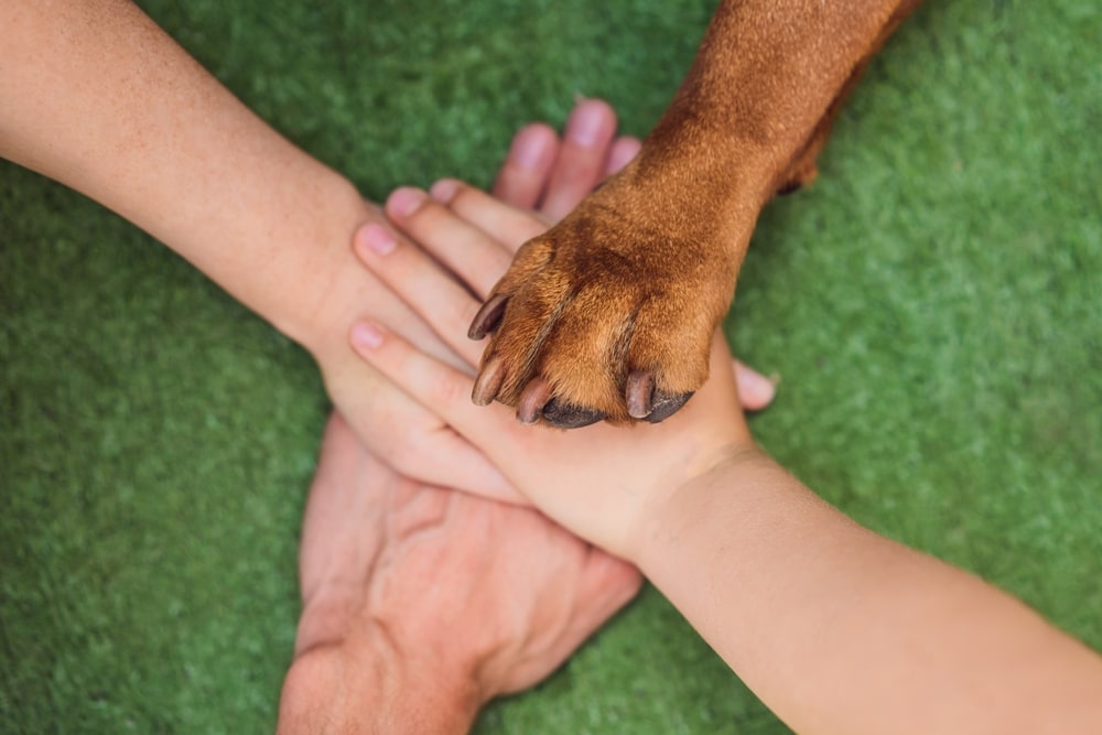 how long do dogs live?