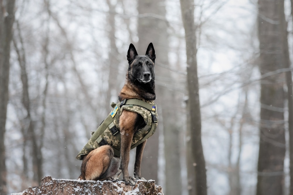 highly active working dogs need adequate magnesium