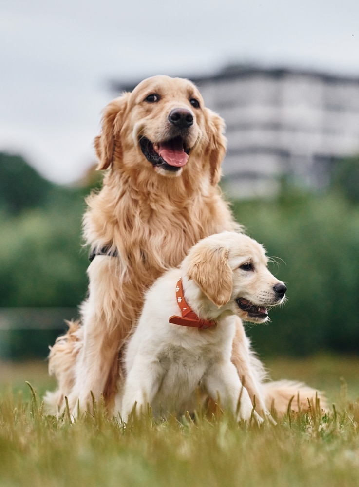 biotin intake for puppies