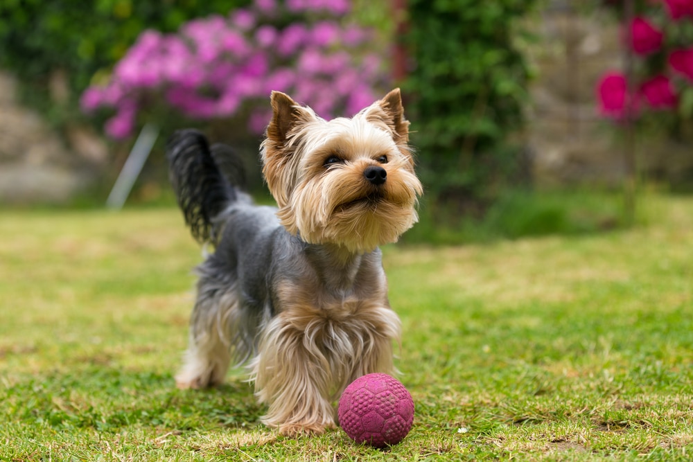 how long do small dog breeds live?