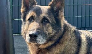 buddy's story