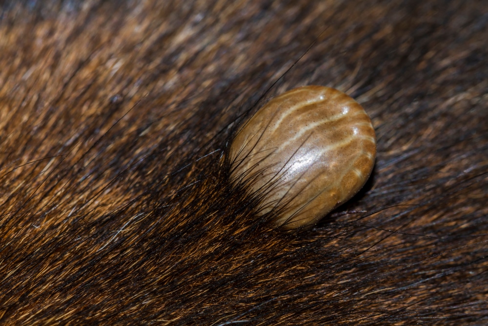 fleas and ticks