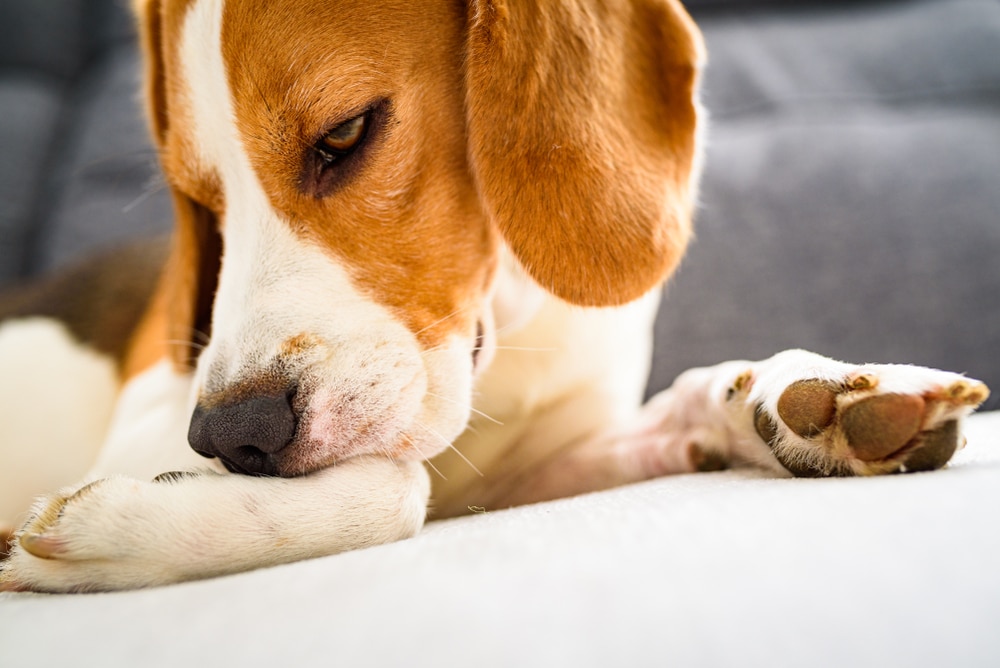 paw licking