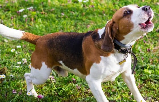 What Is a Reactive Dog? Understanding the Real Causes (And What You Can Do About It)