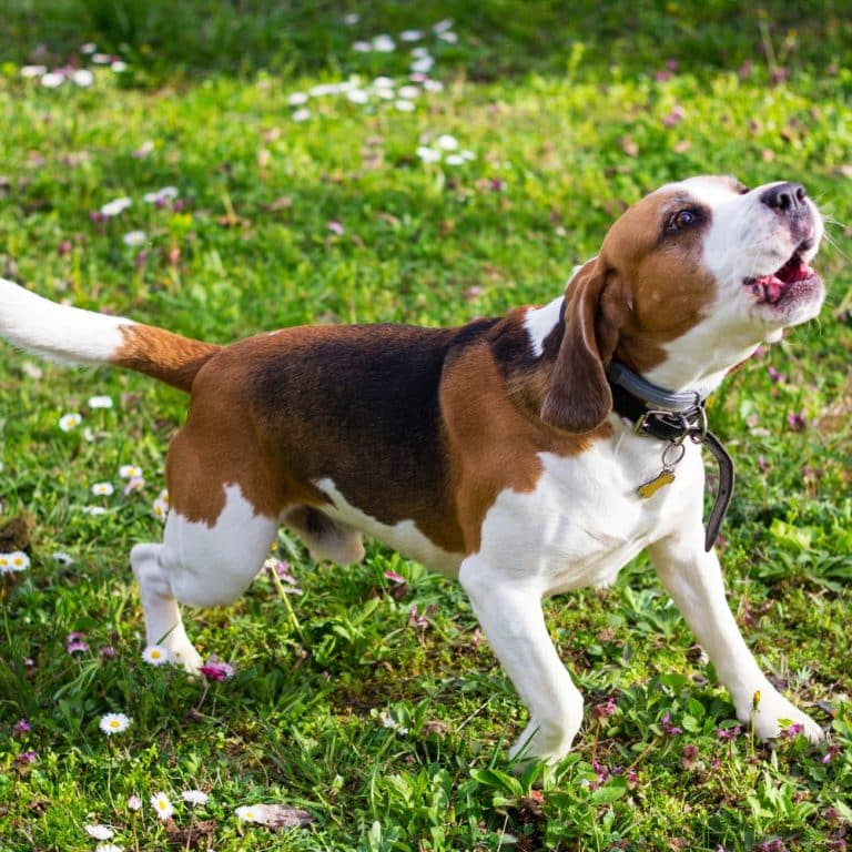 reactive dog