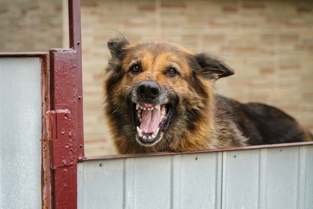 how to train a reactive dog