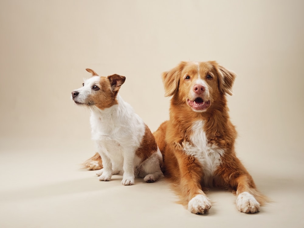 dogs and vitamin b12