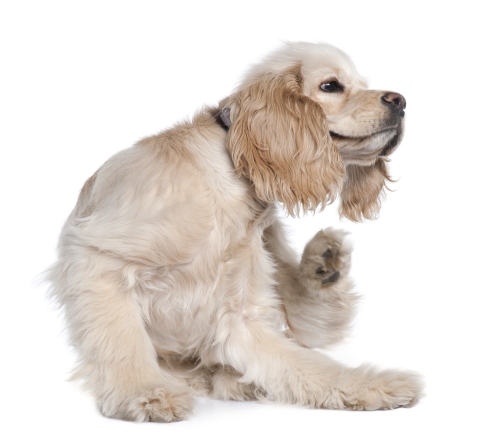 dog itchy skin