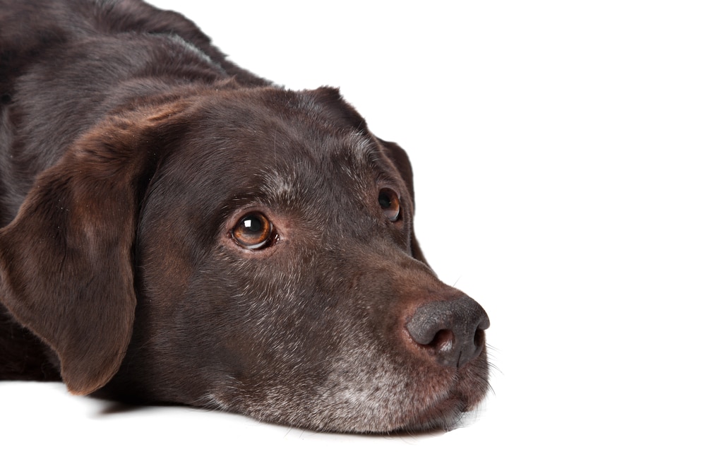 vitamin b12 in older dogs