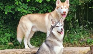 ezio husky