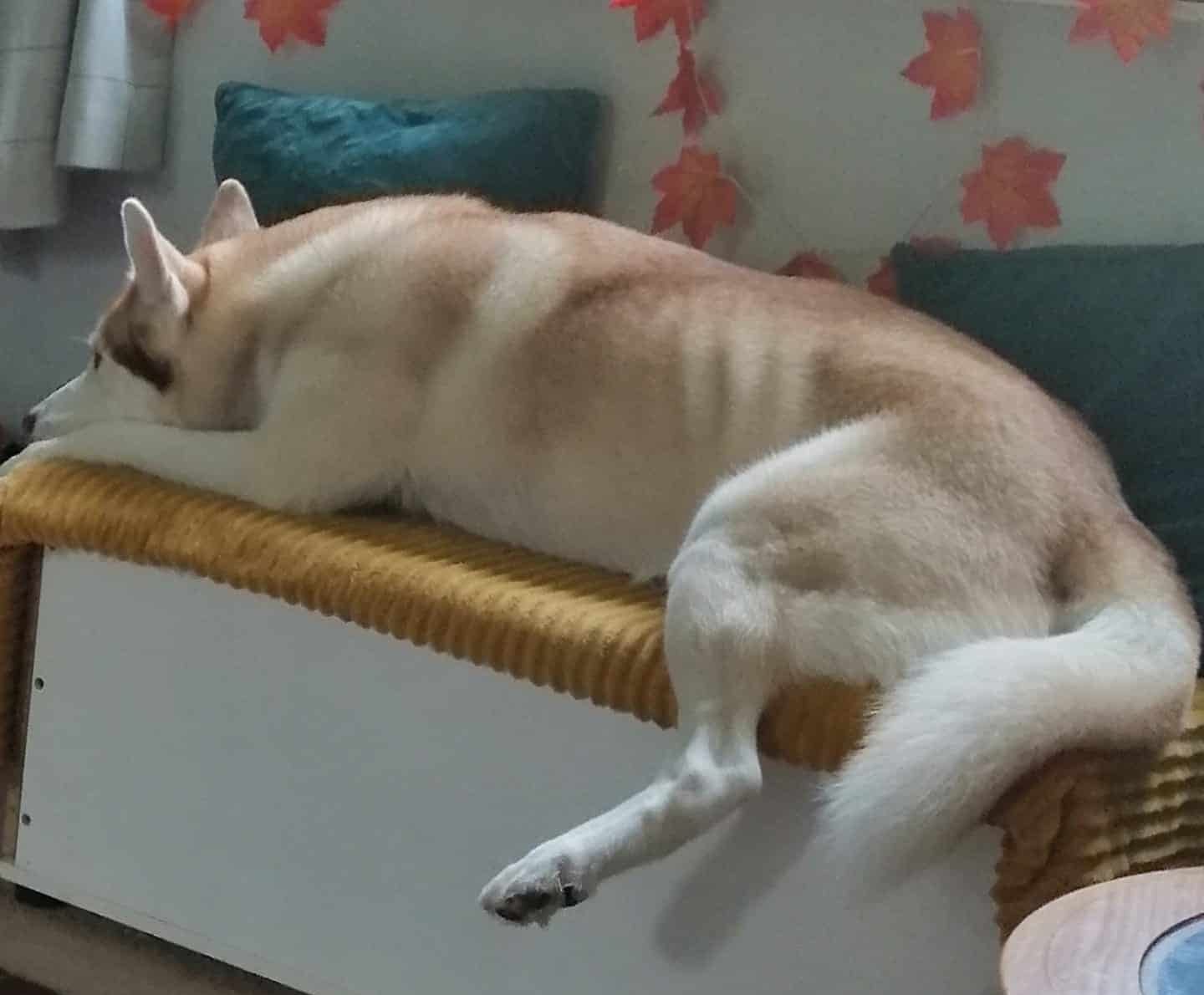 ezio was lethargic