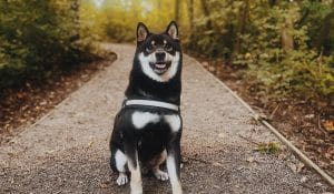 haku's story