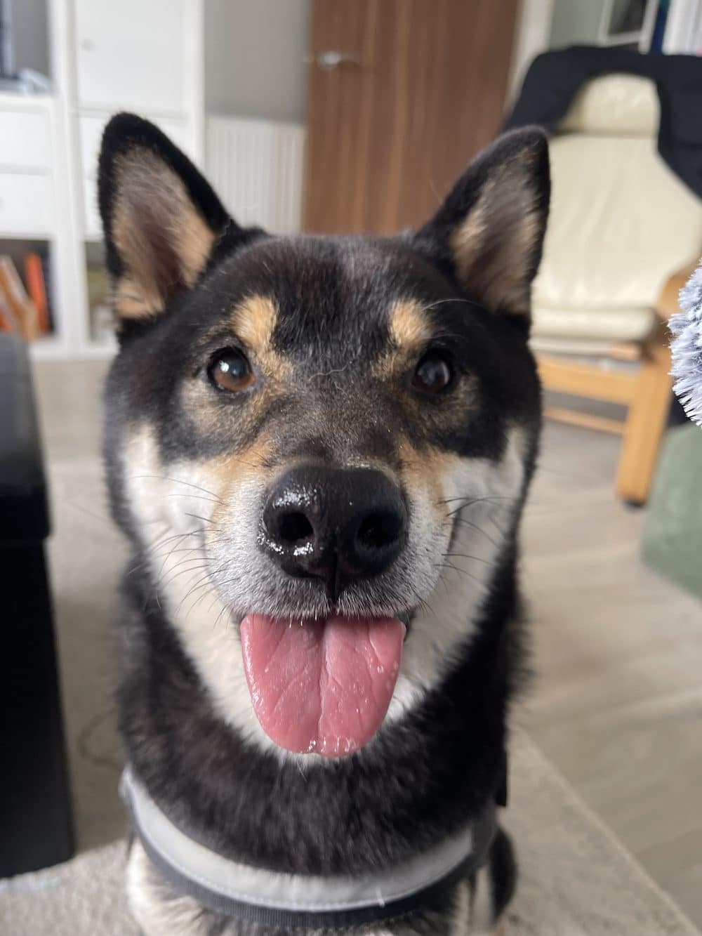 happier dog