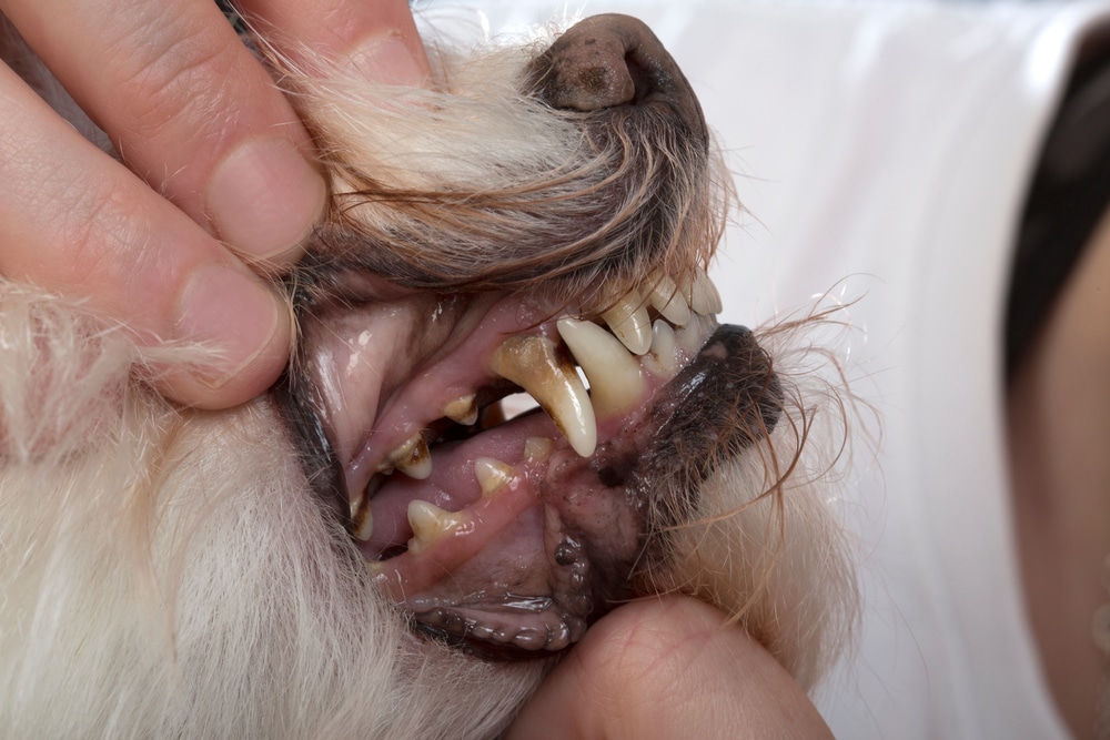 Gingivitis in Dogs: Signs, Causes, and Treatment Options