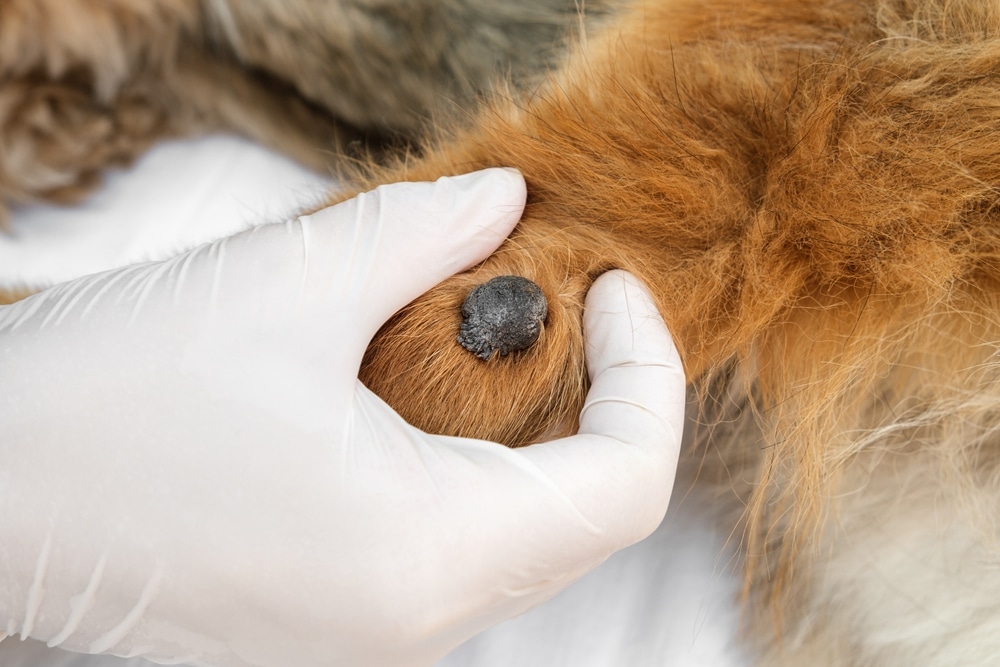 lump on dog