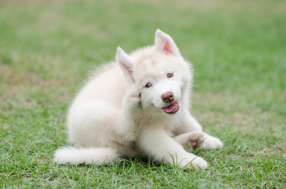 HUSKY ITCHING
