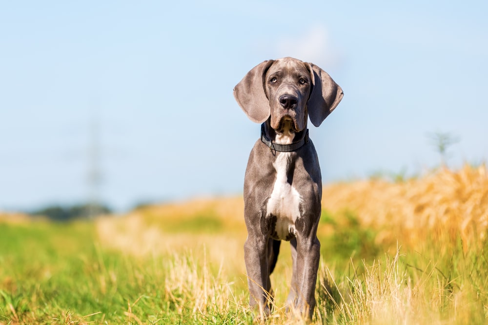 Fast growing breeds and zinc deficiency