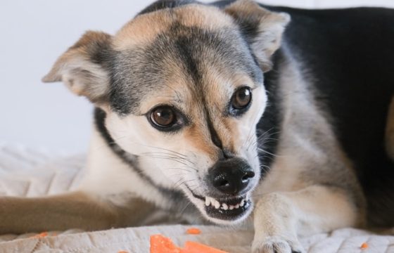 Food Aggression In Dogs: Causes and How to Stop It
