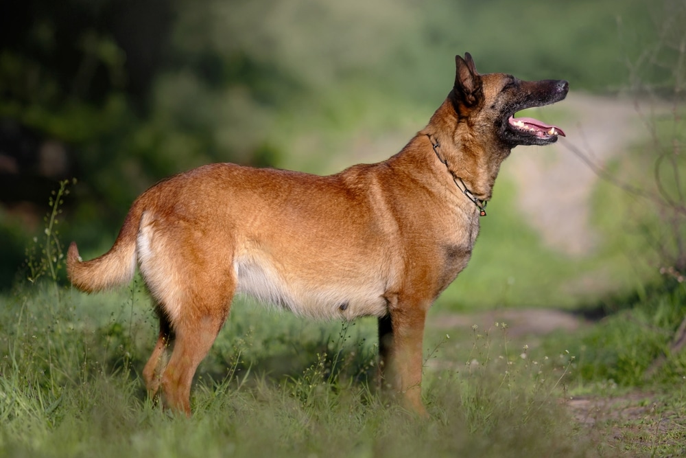 What to Feed My Pregnant Dog: Nutrition Tips