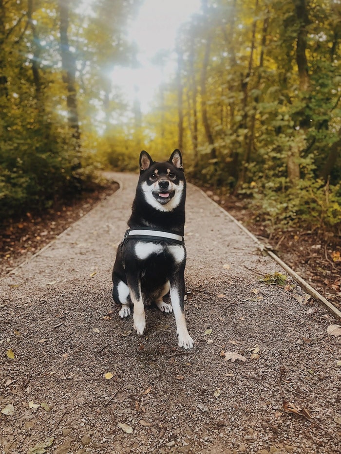 Haku