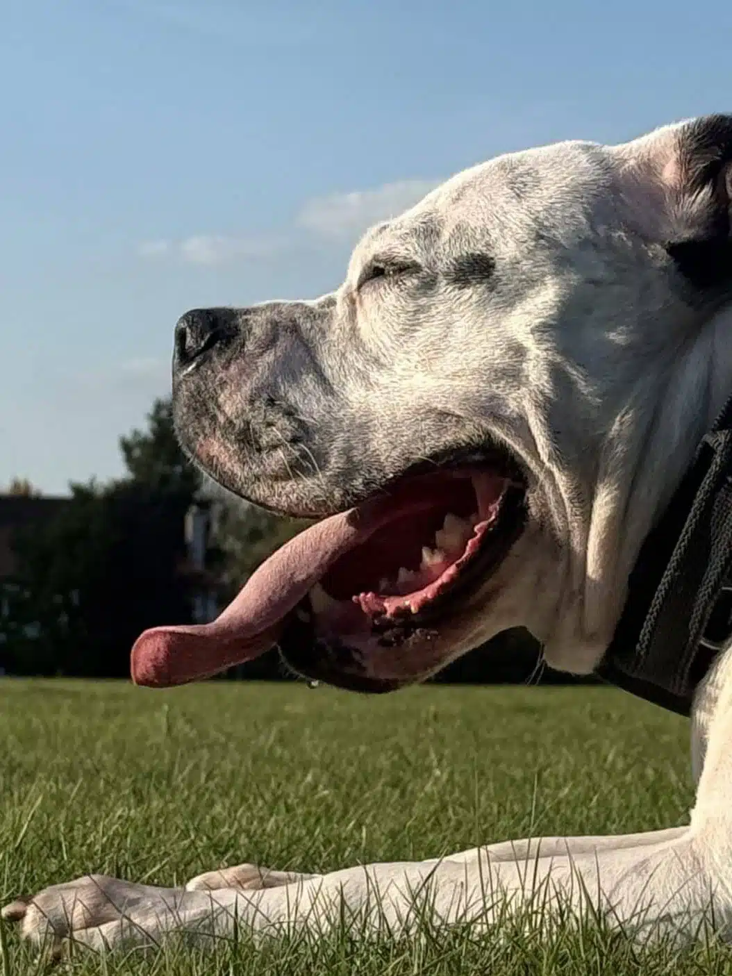 Rocco