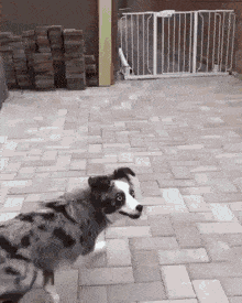 Older dog moving freely on the beach