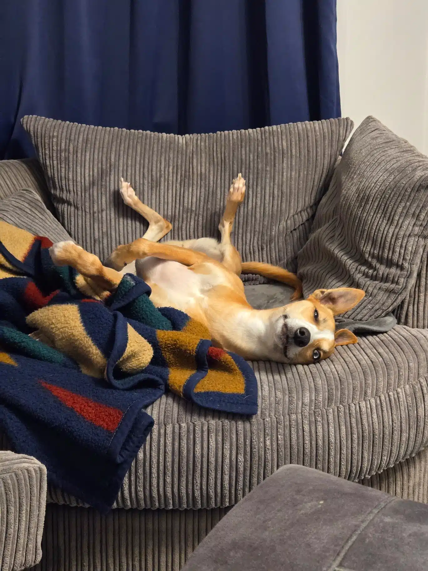 Calm dog settled on a sofa at home