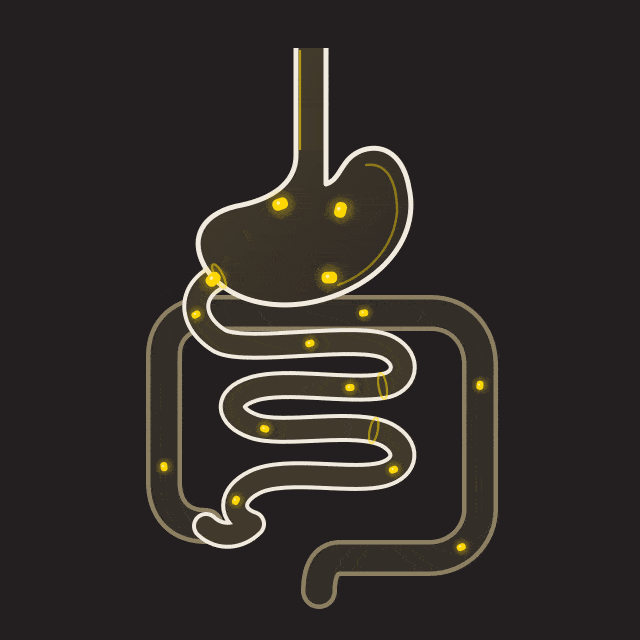 Animation of a dog’s digestive system